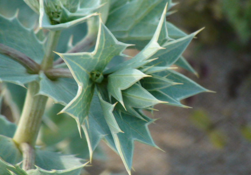 Plantas secas - reserva del Muntanyans - Tarragona - Catalunya 4